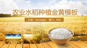 Laden Sie die PPT-Vorlage für den goldenen Reisfeldhintergrund herunter