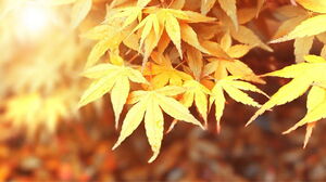 7つの絶妙な秋のカエデの葉PPTの背景画像