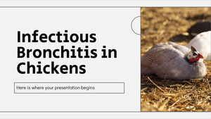 Bronchite infectieuse chez les poulets