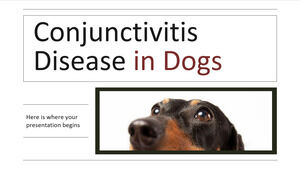 Enfermedad de conjuntivitis en perros