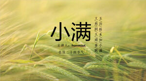 Descargue la plantilla PPT para presentar el término solar Xiaoman con un fondo de espiga de trigo verde