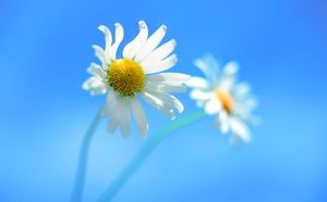 푸른 아름다운 태양 꽃 PPT 배경