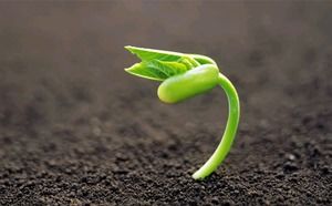 Green seed germination sprout seedling PPT background picture