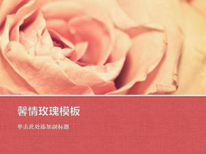 粉红玫瑰背景上的植物幻灯片模板