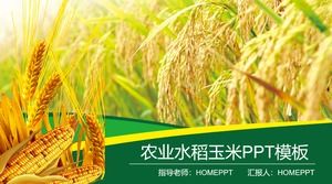 쌀 밀 옥수수 배경의 농업 PPT 템플릿