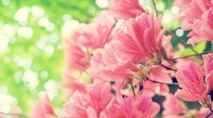 7 PPT фоновых изображений цветов лаванды