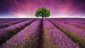 Lila schönes Lavendelrutschenhintergrundbild