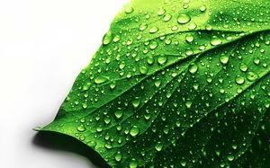Grünes Tautropfenblatt-PPT-Hintergrundbild