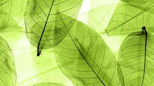 Beautiful leaf PPT background picture