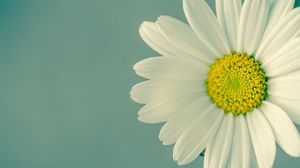 Красивый свежий белый цветок PPT фоновый рисунок