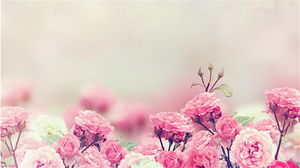 ภาพพื้นหลังสไลด์ดอกไม้ดอกกุหลาบสีชมพู