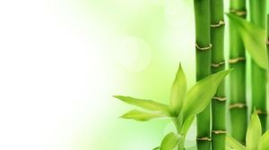 Image de fond de diapositive de bambou frais vert