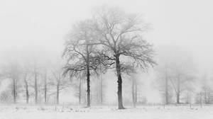 겨울 나무의 PPT 배경 그림