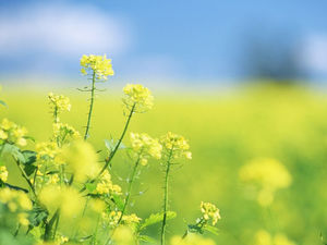 Gambar latar belakang PPT bunga rapeseed kuning