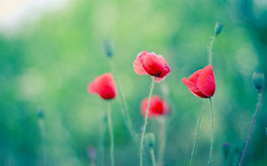 Gambar latar belakang PPT dari bunga-bunga merah yang indah di latar belakang hijau zamrud