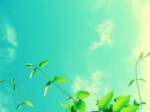 푸른 하늘과 흰 구름 아래 아름다운 식물의 두 PPT 배경 사진