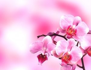 一套粉红色的花朵幻灯片背景图片下载