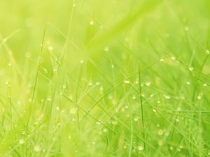 Gambar latar belakang PowerPoint rumput hijau muda