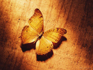 Gambar latar belakang PPT dari kupu-kupu layu di papan kayu