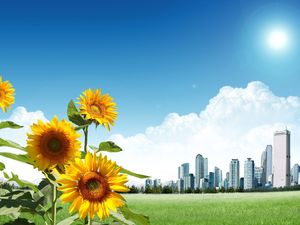 Sonnenblume am Rande der Stadt PowerPoint Hintergrundbild