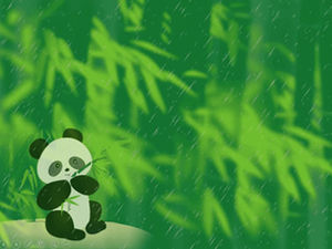 Panda comiendo brotes de bambú de primavera después de la plantilla ppt rain-panda