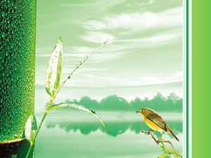 Template layar lebar ppt menyegarkan burung dan bambu hijau muda