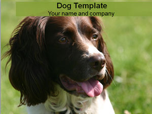 Cute dog on the grass ppt template