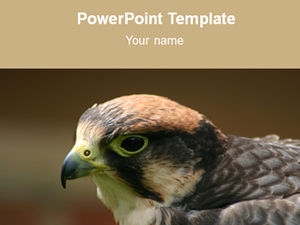 Eagle-animal ppt template