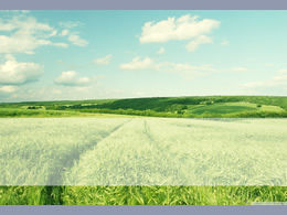 無限の緑の小麦畑の自然なpptテンプレート