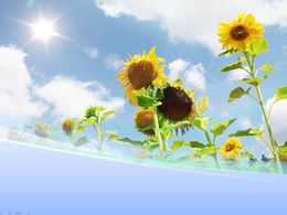 藍天和陽光下的向日葵自然ppt模板