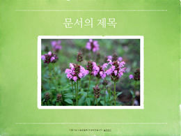 韓国の緑の自然景観フォトアルバムpptテンプレート