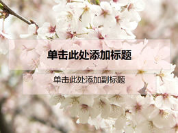 Template alami PPT bunga sakura romantis