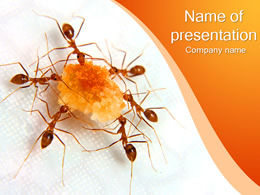 Mrówki dzielą się szablonem zwierzęcym żywności-PPT