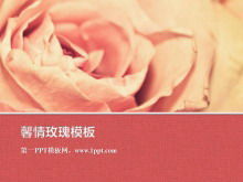 Modèle de diaporama de plantes avec fond de fleur rose romantique rose