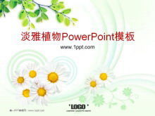 エレガントな菊花茶の木の背景植物PowerPointテンプレートのダウンロード