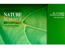 Modello PowerPoint - Verde della pianta verde vita