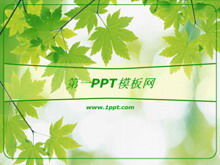 Download der PPT-Vorlage für den Hintergrund aus grünem Ahornblatt