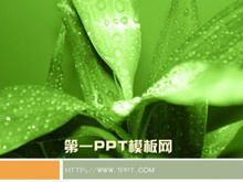 Download del modello PPT di sfondo verde pianta