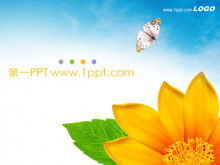 Unduh template PPT latar belakang bunga kupu-kupu yang indah