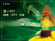 Exquisite Schmetterlingsblumen PPT Vorlage herunterladen