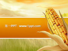 La joie de la récolte du modèle PPT de fond de maïs