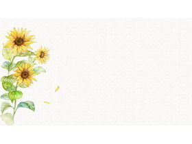 Lima gambar latar belakang PPT bunga matahari cat air yang segar dan elegan
