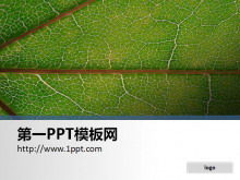 Una imagen de fondo PPT de primer plano de hoja simple