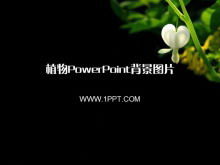 Vingt-deux plantes noires Images d'arrière-plan PowerPoint