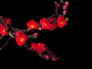 Flores de durazno ciruela de invierno dibujo libre de estilo chino (5 fotos)