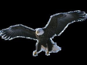 鷲が羽を広げて高解像度の無料png全体像（10枚）