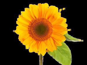 Bunga matahari vas bunga keranjang bunga gambar bahan png (61 foto)