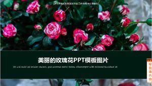Gambar template PPT mawar yang indah