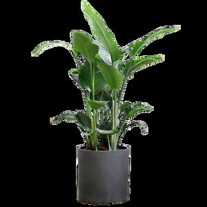 緑の植物鉢植えの花瓶無料カットアウトパッケージダウンロード（30枚の写真）
