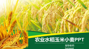 Template PPT promosi produk pertanian beras jagung gandum pertanian